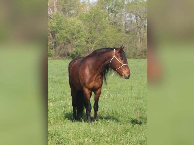 Mustang (american) Gelding 7 years 14 hh Bay in Charleston, IL