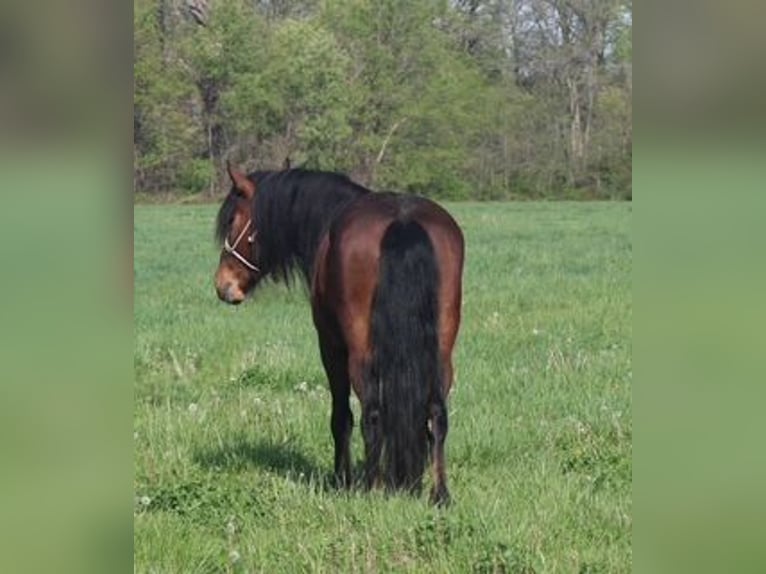 Mustang (american) Gelding 7 years 14 hh Bay in Charleston, IL