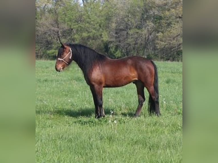 Mustang (american) Gelding 7 years 14 hh Bay in Charleston, IL