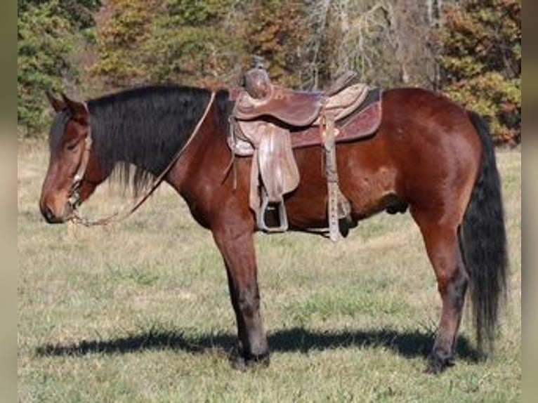 Mustang (american) Gelding 7 years 14 hh Bay in Charleston, IL
