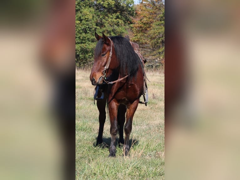 Mustang (american) Gelding 7 years 14 hh Bay in Charleston, IL