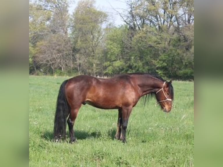 Mustang (american) Gelding 7 years 14 hh Bay in Charleston, IL