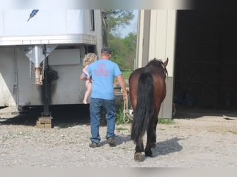Mustang (american) Gelding 7 years 14 hh Bay in Charleston, IL