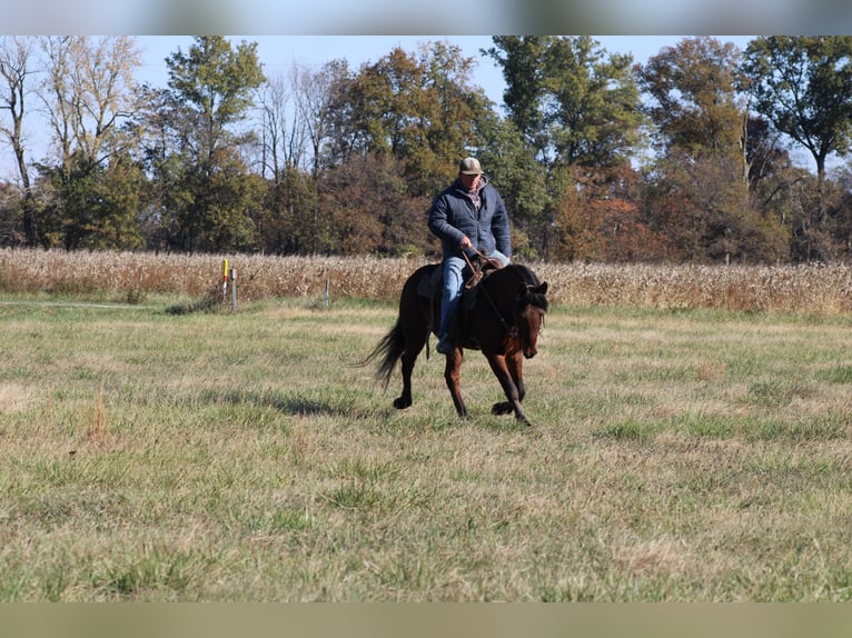 Mustang (american) Gelding 7 years 14 hh Bay in Charleston, IL