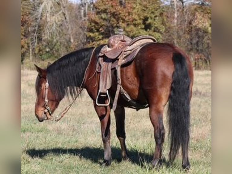 Mustang (american) Gelding 7 years 14 hh Bay in Charleston, IL