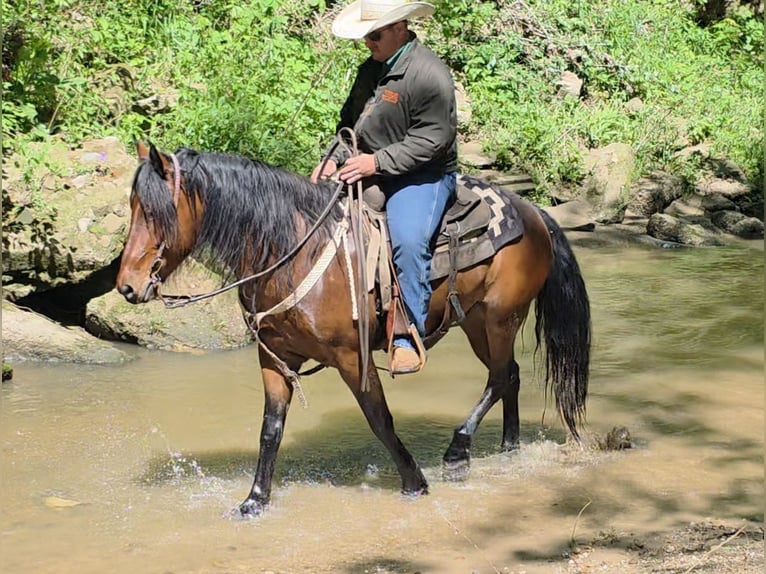Mustang (american) Gelding 7 years 14 hh Bay in Charleston, IL