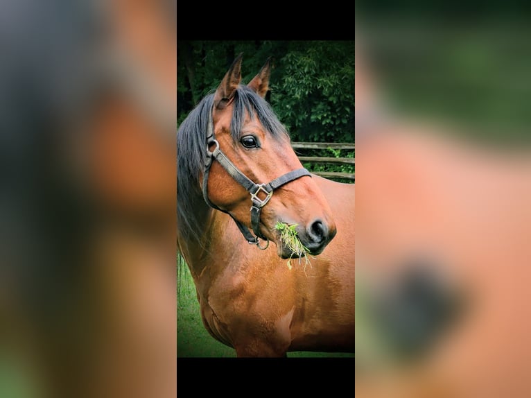 Mustang (american) Gelding 7 years 14 hh Bay in Columbia Station Mustang (american) Gelding 7 years 14 hh Bay in Columbia Station