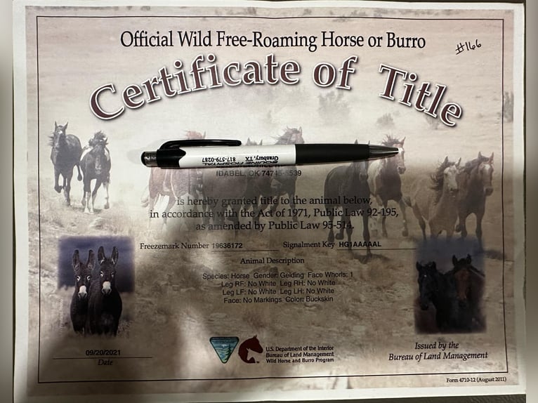 Mustang (american) Gelding 7 years 14 hh Dun in Stephenville TX