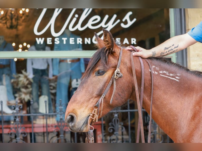 Mustang (american) Gelding 7 years 14,2 hh Bay in Canton, TX
