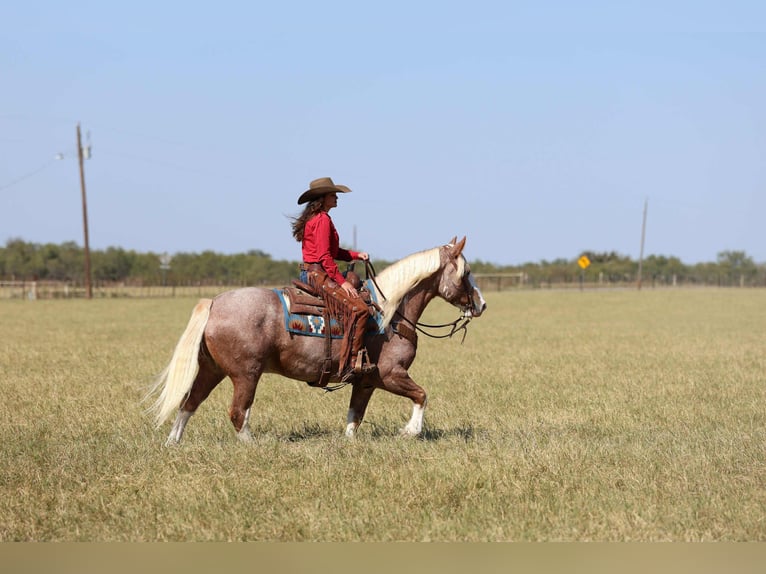 Mustang (american) Gelding 7 years 14,3 hh Roan-Red in Georgetown