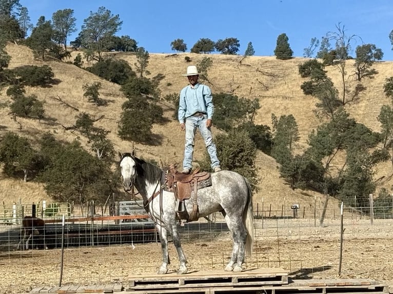 Mustang (american) Gelding 7 years 16 hh Grey-Dapple in King City CA