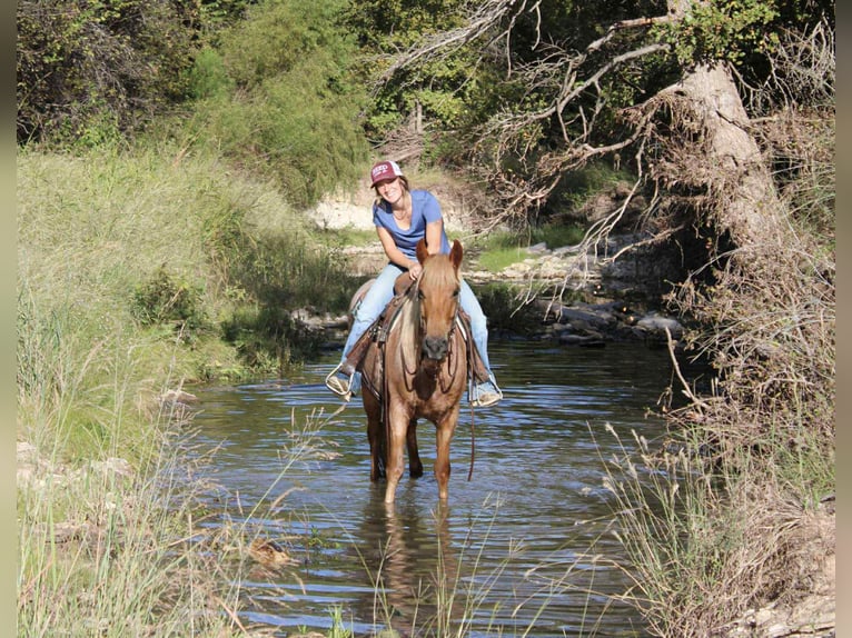 Mustang (american) Gelding 8 years 13,2 hh Roan-Red in Stephenville TX