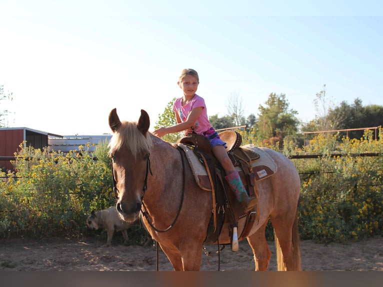 Mustang (american) Gelding 8 years 13,2 hh Roan-Red in Stephenville TX