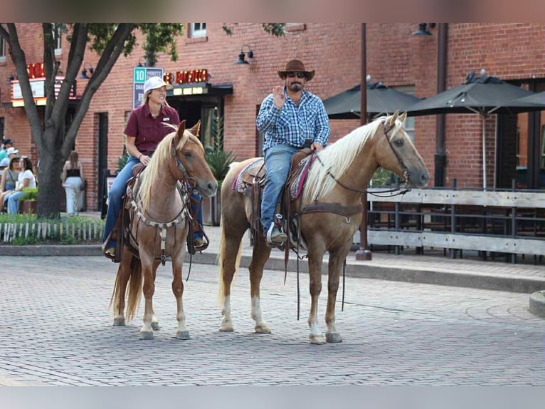 Mustang (american) Gelding 8 years 13,2 hh Roan-Red in Stephenville TX