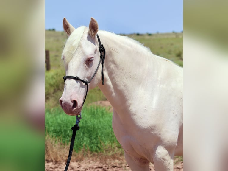 Mustang (american) Gelding 8 years 14.2 hh Cremello in Snowflake
