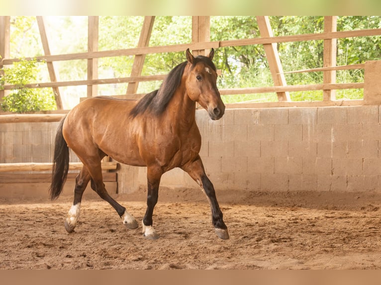 Mustang (american) Gelding 8 years 15.2 hh Dun in Schillingstadt