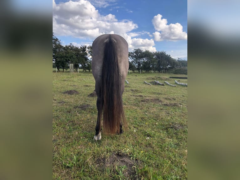 Mustang (american) Gelding 8 years 15.2 hh Grullo in Kalkar