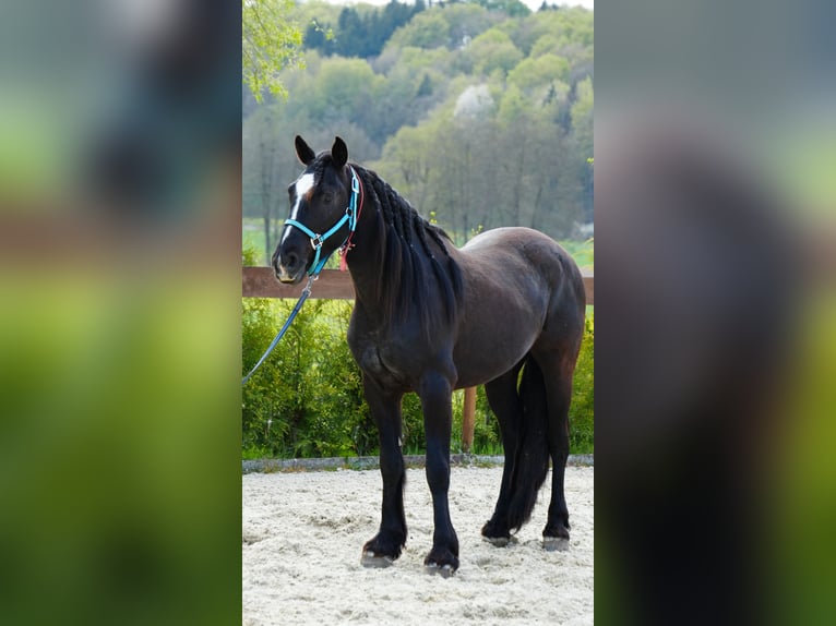 Mustang (american) Gelding 8 years 15 hh Black in Rot an der Rot