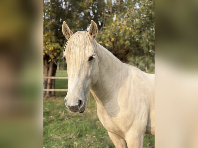 Mustang (american) Gelding 9 years 14.2 hh Palomino in Aartselaar
