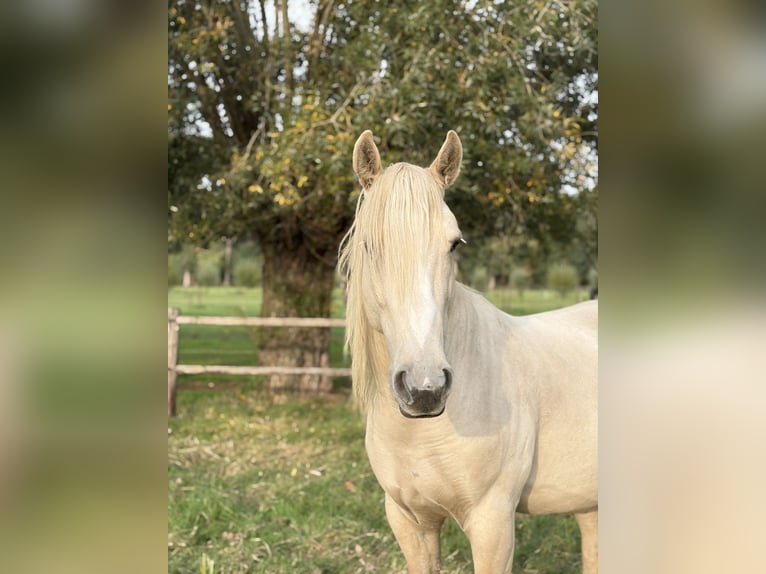 Mustang (american) Gelding 9 years 14.2 hh Palomino in Aartselaar