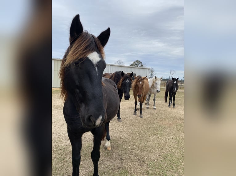 Mustang (american) Gelding 9 years 14 hh Black in Lyons