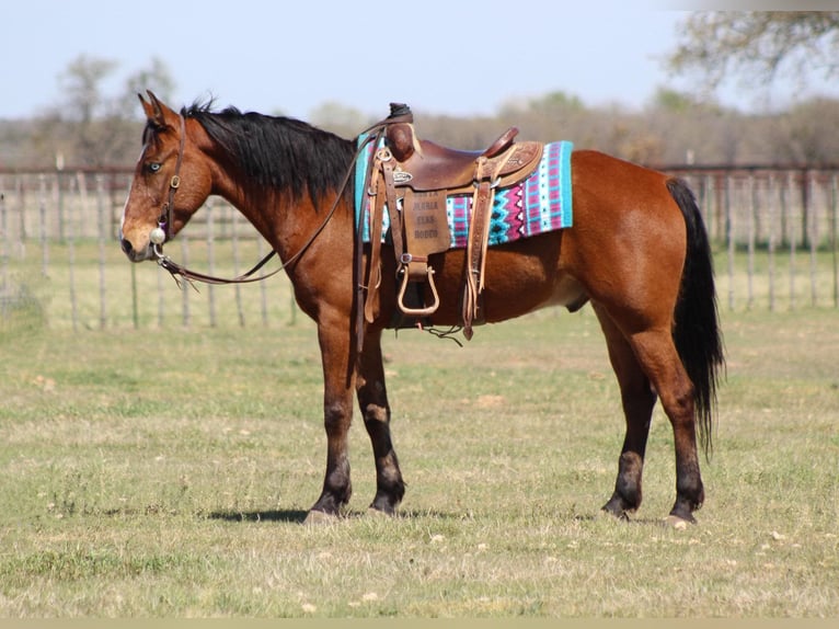 Mustang (american) Gelding 9 years 15 hh Bay in Stephenville TX