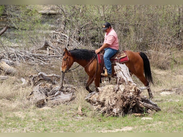 Mustang (american) Gelding 9 years 15 hh Bay in Stephenville TX