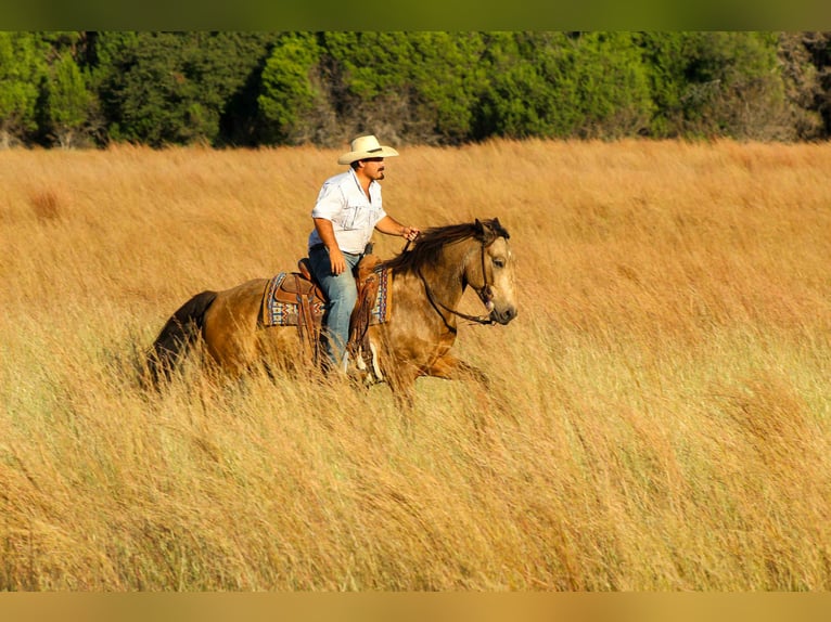 Mustang (american) Gelding 9 years 15 hh Buckskin in Stephenville TX