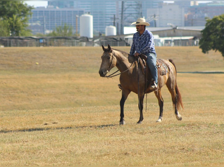 Mustang (american) Gelding 9 years 15 hh Buckskin in Stephenville TX
