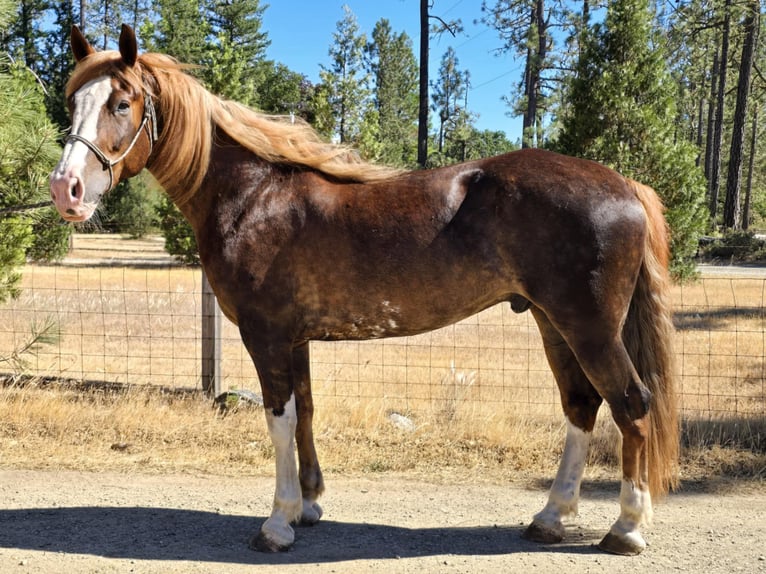 Mustang (american) Gelding 9 years 16,2 hh Chestnut-Red in USA