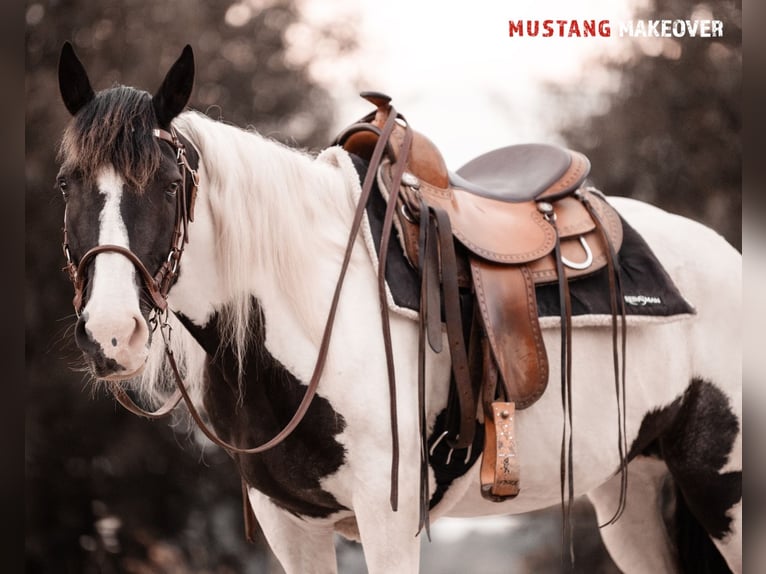 Mustang (american) Mare 10 years 13,2 hh Pinto in Seeburg