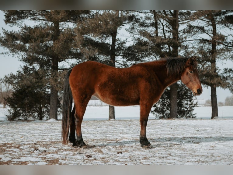 Mustang (american) Mare 10 years 14.3 hh Bay in North Judson
