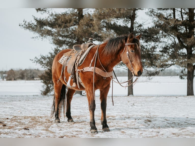 Mustang (american) Mare 10 years 14.3 hh Bay in North Judson