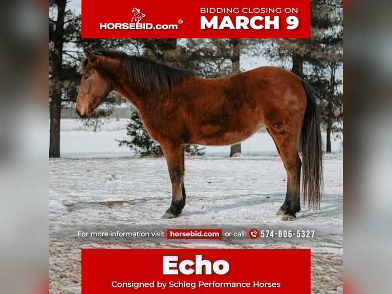 Mustang (american) Mare 10 years 14.3 hh Bay in North Judson