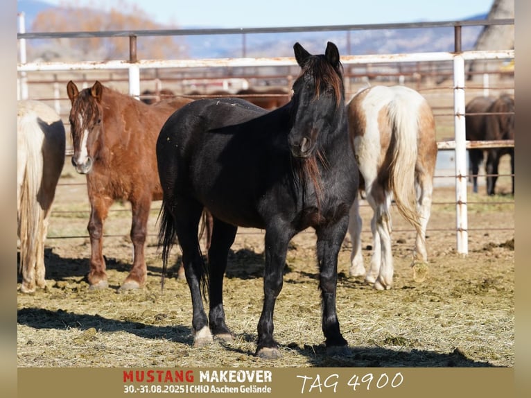 Mustang (american) Mare 10 years 14,2 hh Roan-Blue in USA