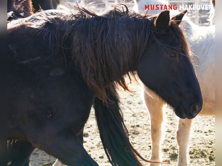 Mustang (american) Mare 10 years 14,2 hh Roan-Blue in USA