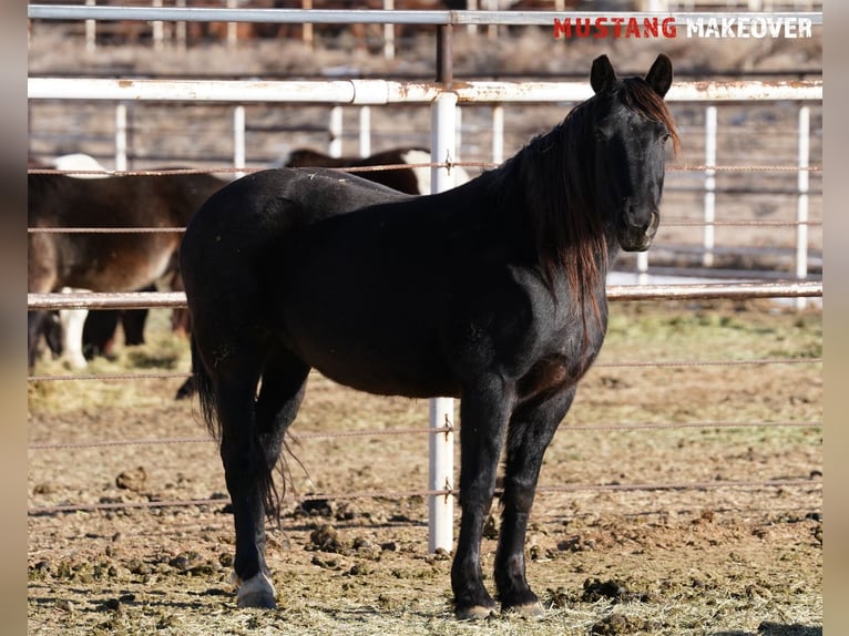 Mustang (american) Mare 10 years 14,2 hh Roan-Blue in USA