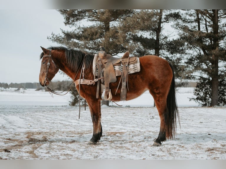 Mustang (american) Mare 10 years 14,3 hh Bay in North Judson