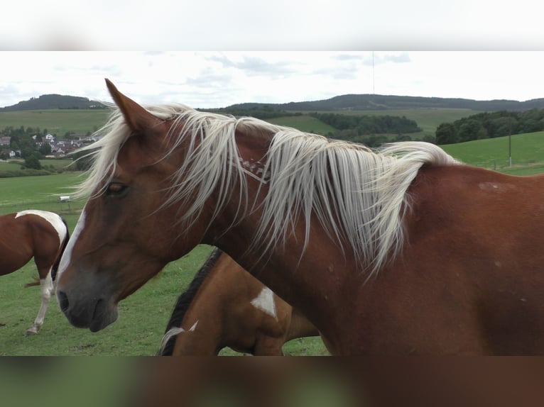 Mustang (american) Mare 11 years 15,1 hh Palomino in Betteldorf