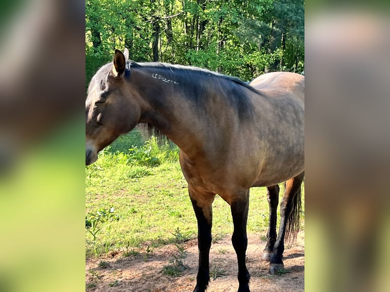 Mustang (american) Mare 12 years 14 hh Bay in Thurmond