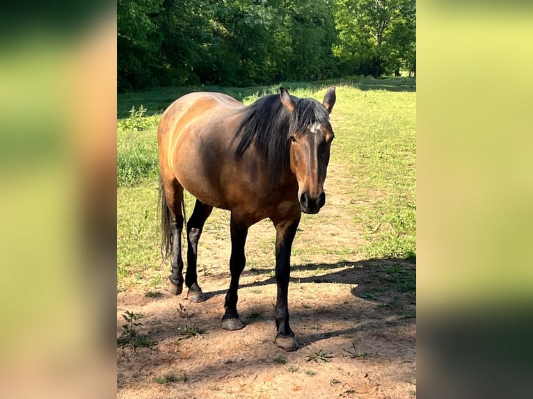Mustang (american) Mare 12 years 14 hh Bay in Thurmond
