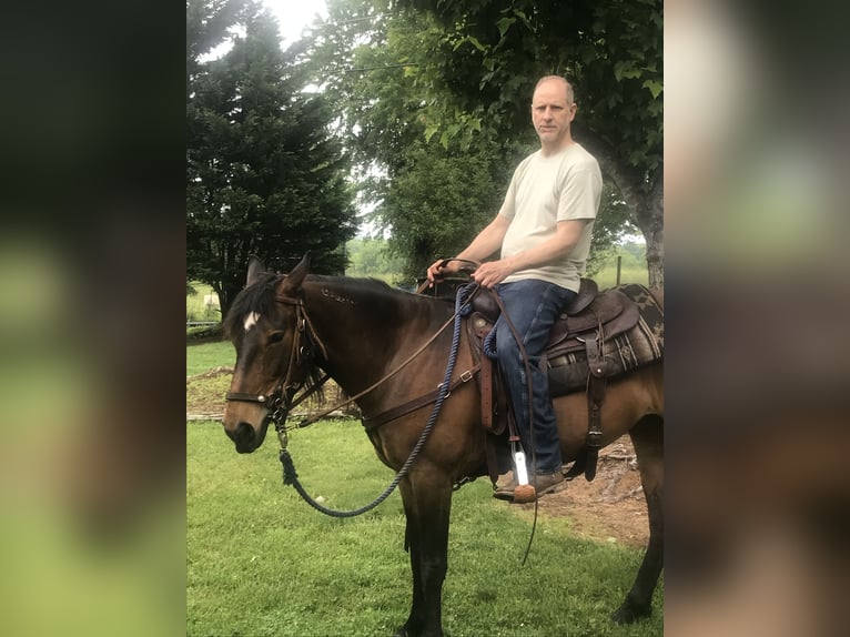 Mustang (american) Mare 12 years 14 hh Bay in Thurmond