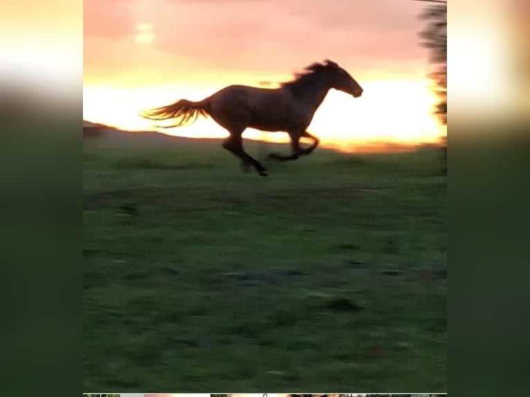 Mustang (american) Mare 12 years 14 hh Bay in Thurmond