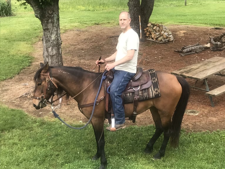 Mustang (american) Mare 12 years 14 hh Bay in Thurmond