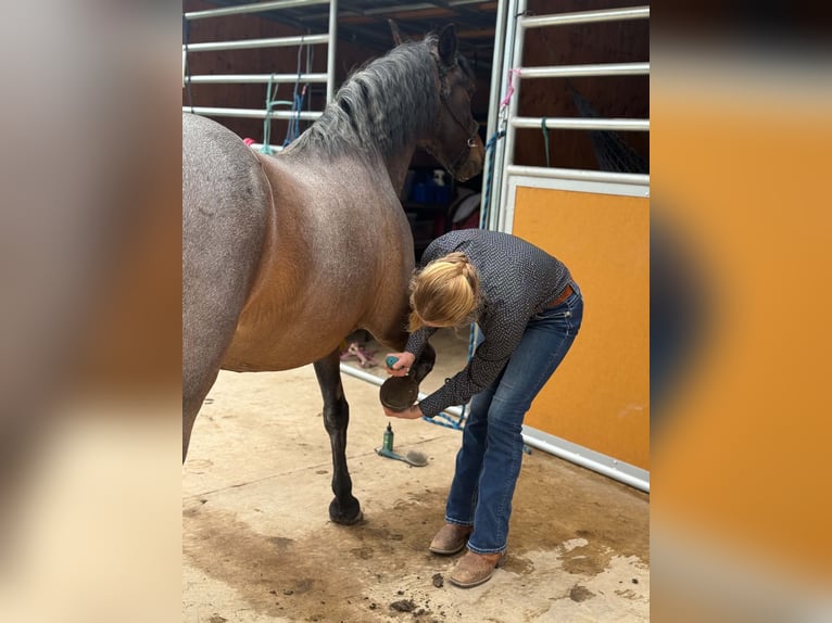 Mustang (american) Mare 12 years 14 hh Roan-Bay in 00