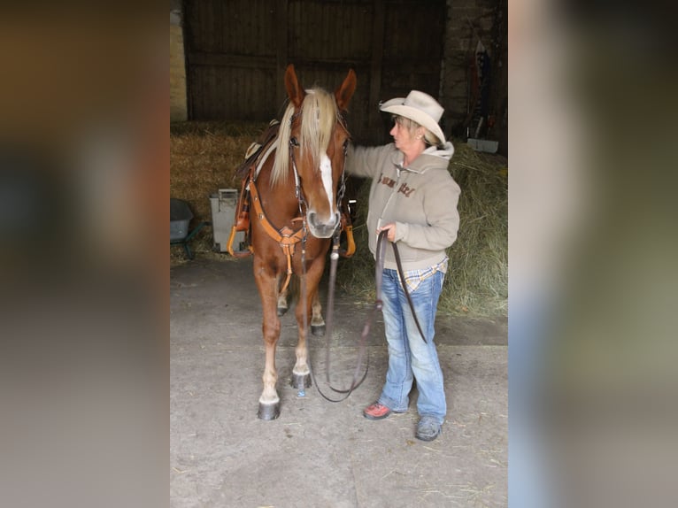 Mustang (american) Mare 12 years 15,1 hh Palomino in Betteldorf