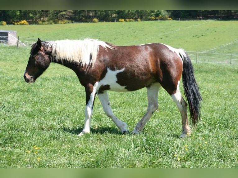 Mustang (american) Mare 13 years 14.1 hh Tobiano-all-colors in Zürbach