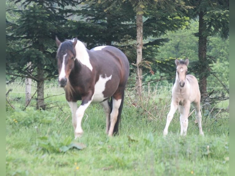 Mustang (american) Mare 13 years 14,1 hh Tobiano-all-colors in Zürbach