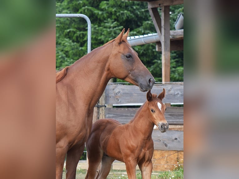 Mustang (american) Mare 13 years 15 hh Chestnut in Zürbach
