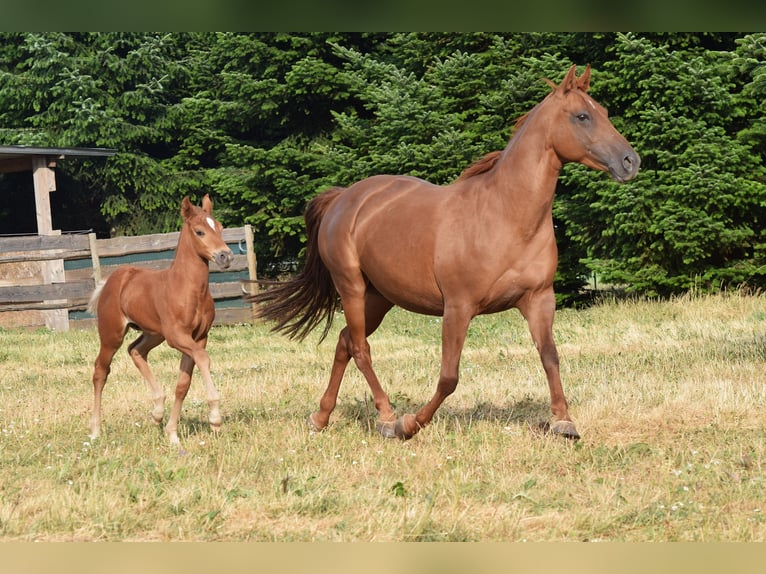 Mustang (american) Mare 13 years 15 hh Chestnut in Zürbach